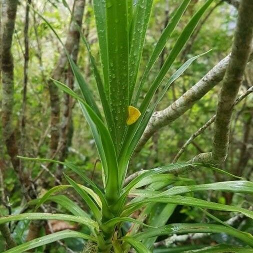 Pandanus purpurascens Blatt