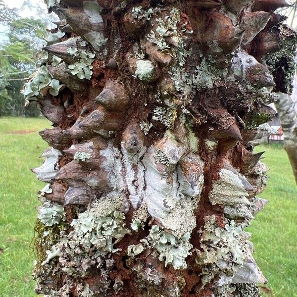 Ceiba pentandra Bark