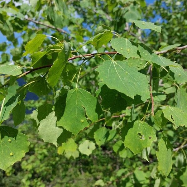 Populus tremula Blad