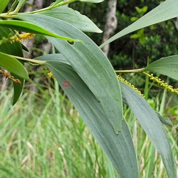 Acacia spirorbis 葉