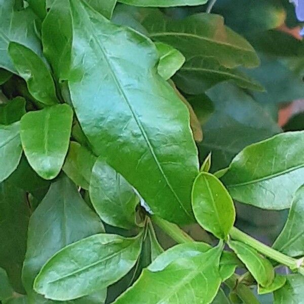 Plumbago auriculata Leaf