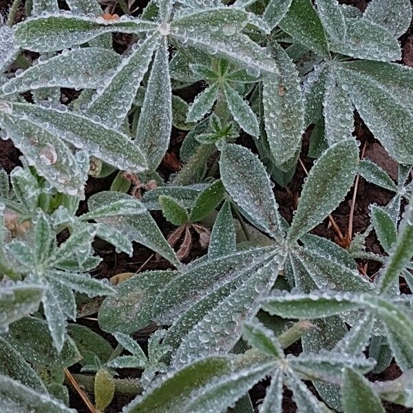 Lupinus albifrons Leaf