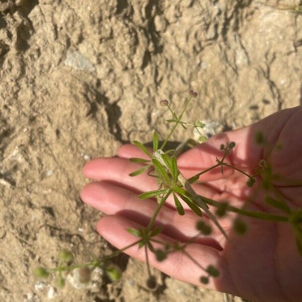 Galium parisiense Foglia