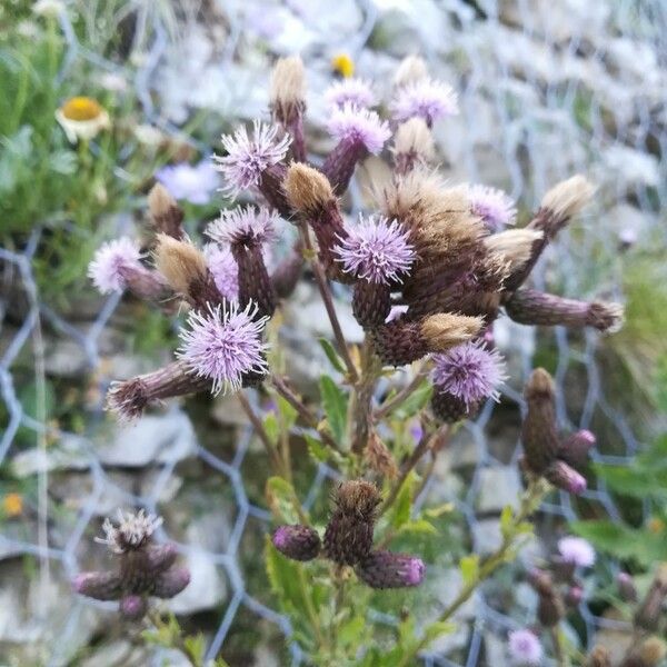 Cirsium arvense Blomma