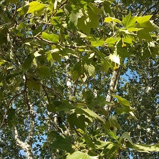 Platanus occidentalis Φύλλο