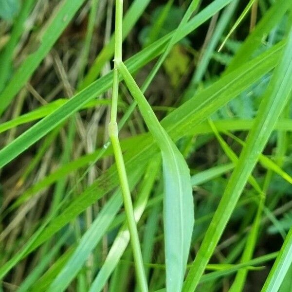 Brachypodium pinnatum 叶