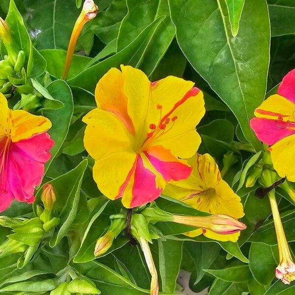 Mirabilis jalapa Flors