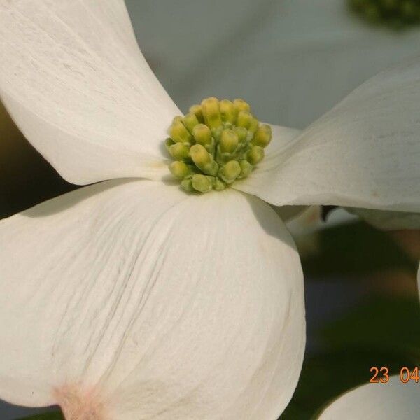 Cornus florida Flower