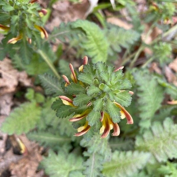 Pedicularis canadensis 花