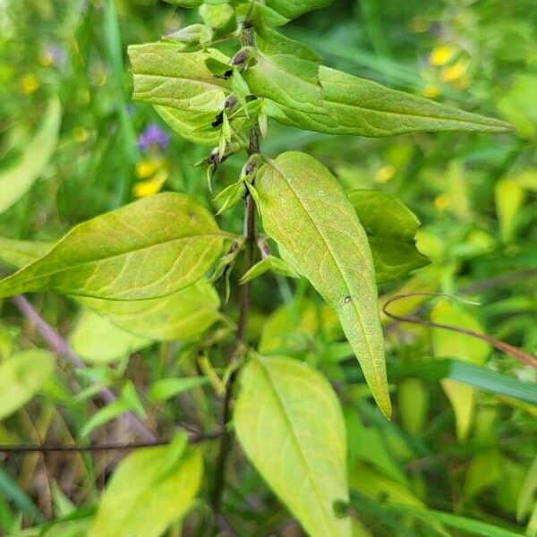 Melampyrum catalaunicum Leaf