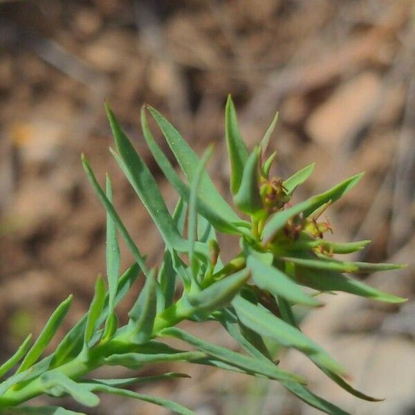 Euphorbia exigua Leaf