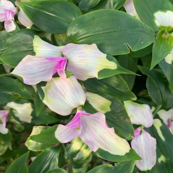 Tradescantia fluminensis Lapas