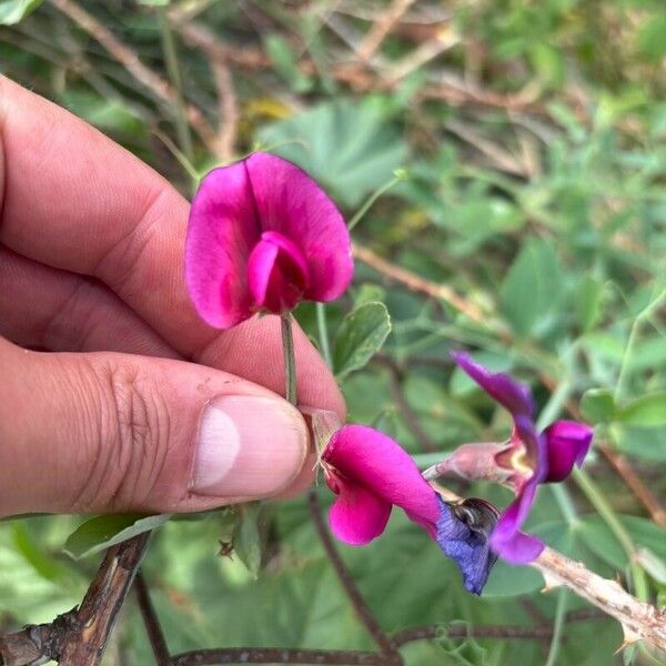 Lathyrus tingitanus फूल