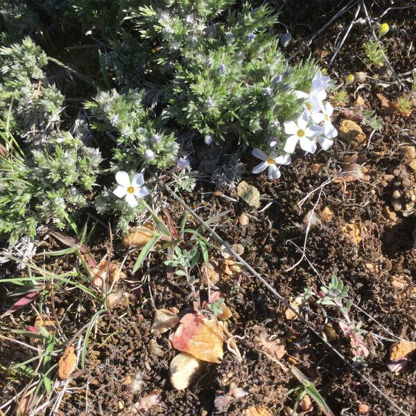 Phlox hoodii Buveinė