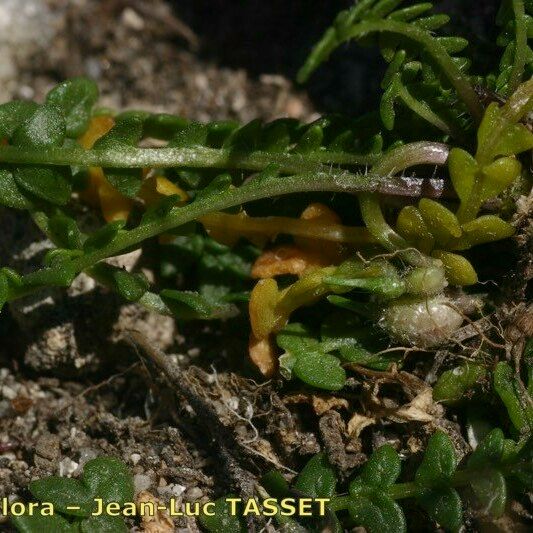 Morisia monanthos 果実