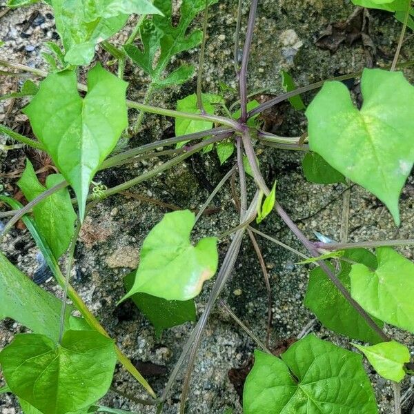 Ipomoea lacunosa 葉