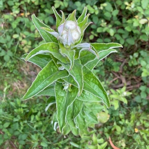 Helichrysum foetidum Květ