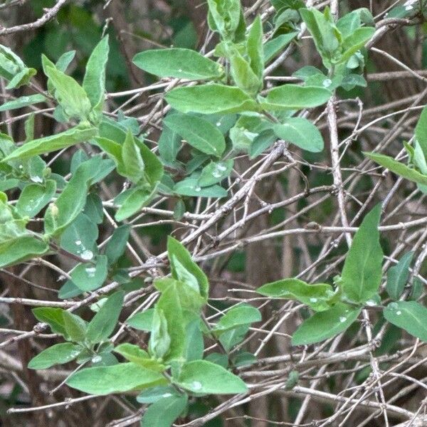 Lonicera morrowii Leaf