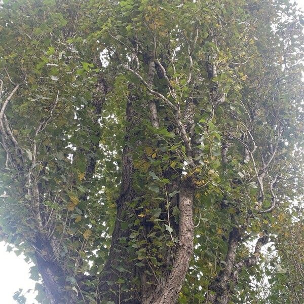 Populus nigra Bark