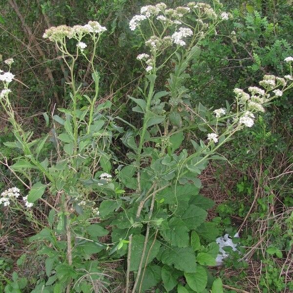 Verbesina microptera Habitat