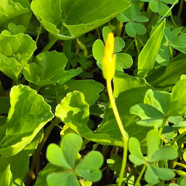 Oxalis dillenii Kukka