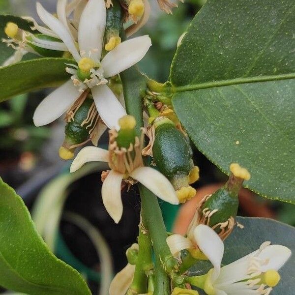 Citrus × latifolia Flor