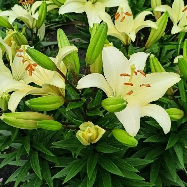 Lilium candidum Deilen