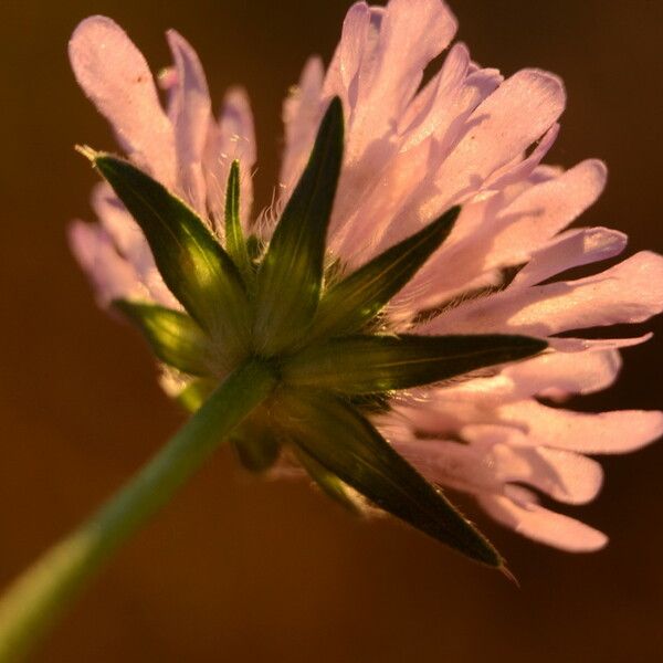 Knautia collina Blomma