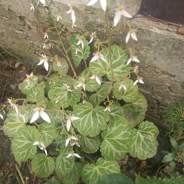 Saxifraga stolonifera 叶