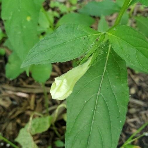 Ruellia strepens Other