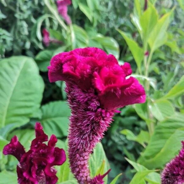 Celosia cristata Floro