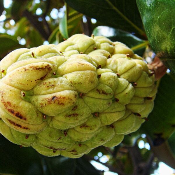 Magnolia grandiflora Owoc