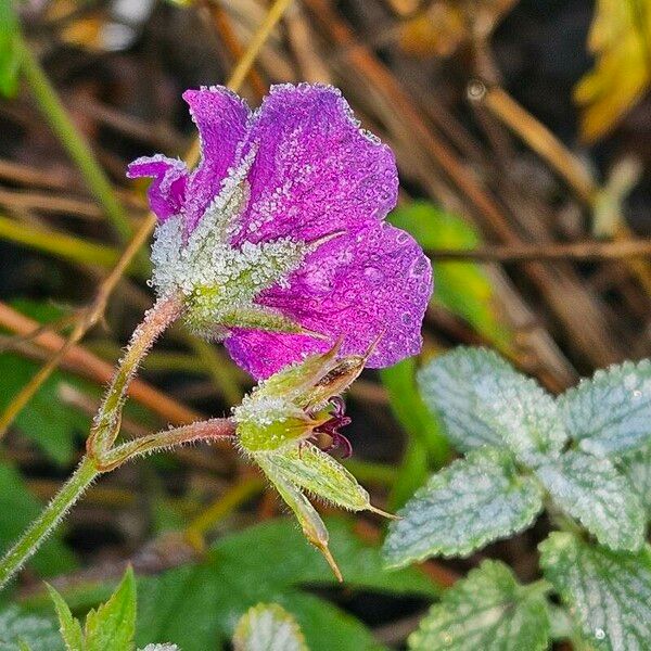 Geranium psilostemon പുഷ്പം