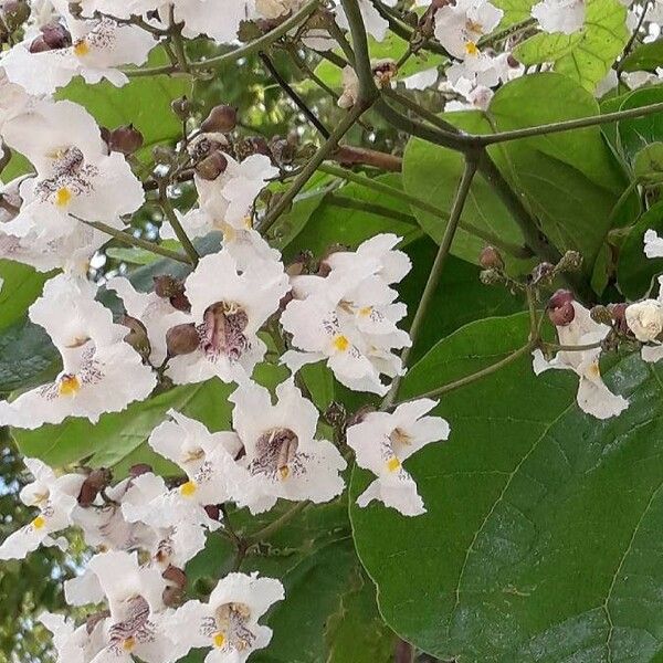 Catalpa bignonioides Flower