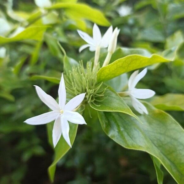 Jasminum multiflorum Квітка