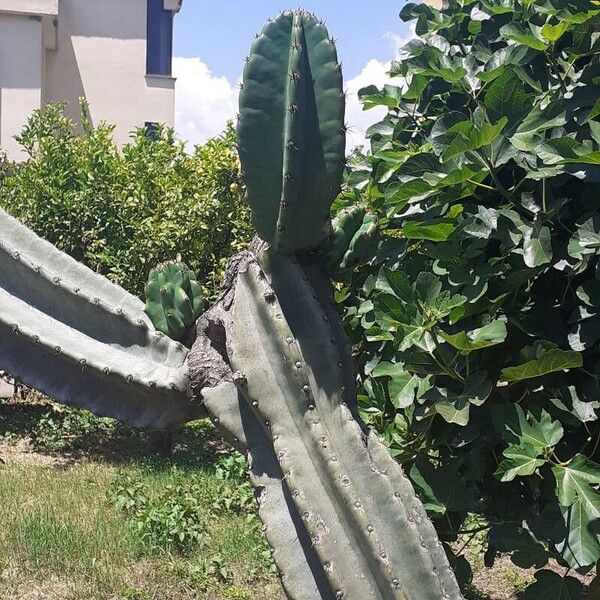 Cereus hexagonus Lapas