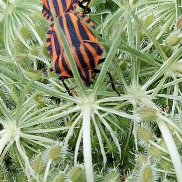 Daucus carota Vili