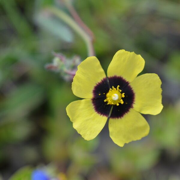 Tuberaria guttata Flower