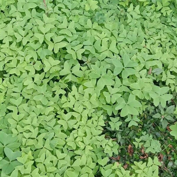 Oxalis latifolia Habitus