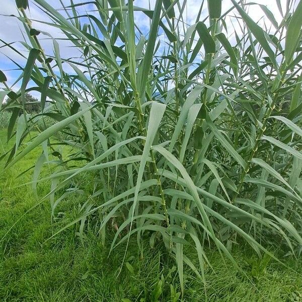 Arundo donax Lapas