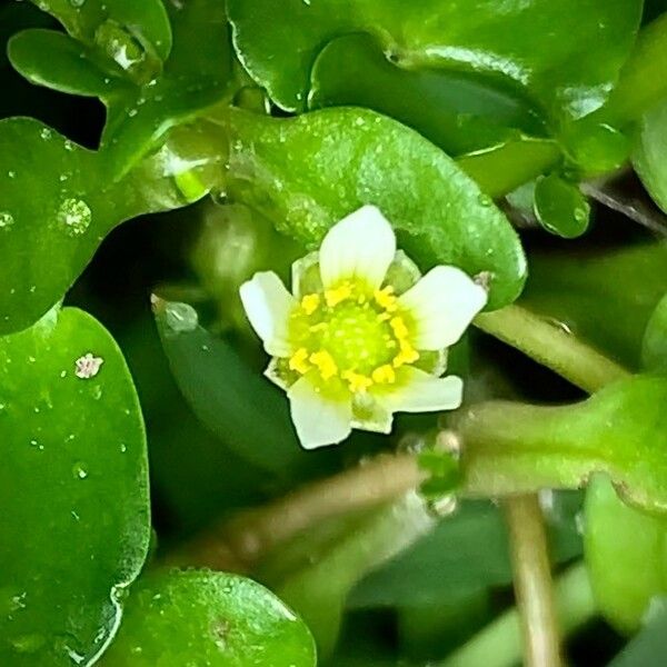 Ranunculus hederaceus പുഷ്പം