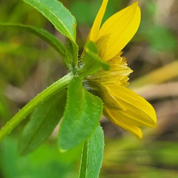 Bidens cernua Квітка