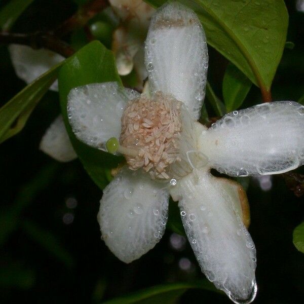 Psidium friedrichsthalianum Flower