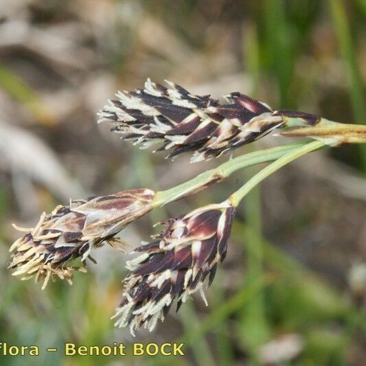 Carex atrofusca Frukto