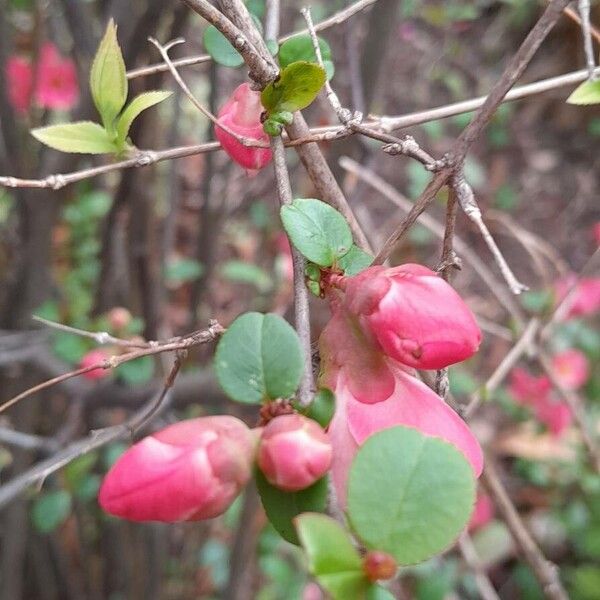 Chaenomeles speciosa Beste bat