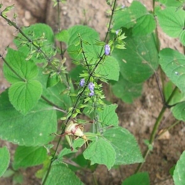 Salvia tiliifolia Цвят