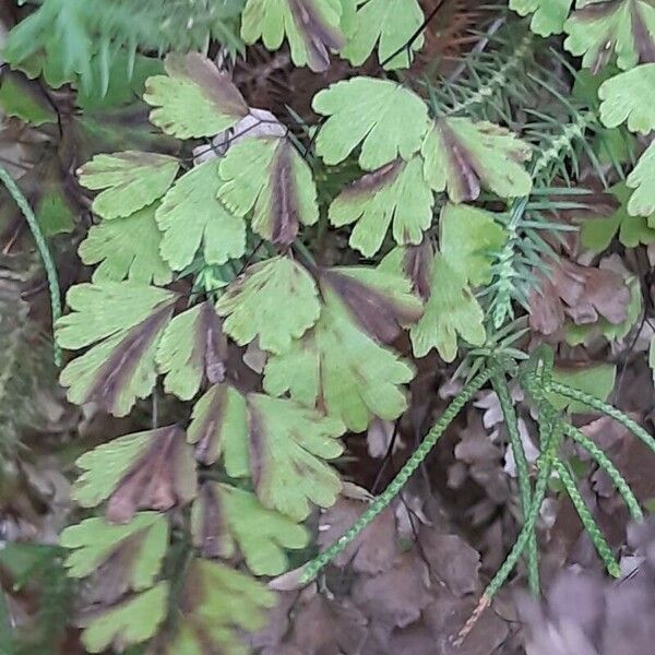 Adiantum raddianum Costuma