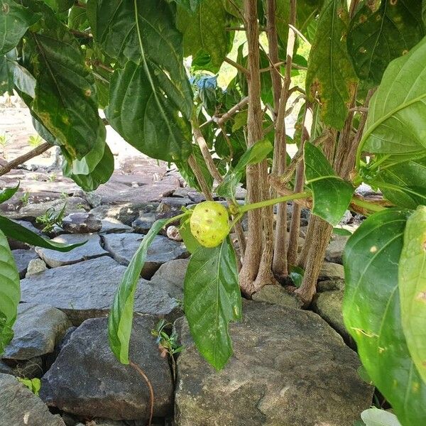 Morinda citrifolia Φρούτο