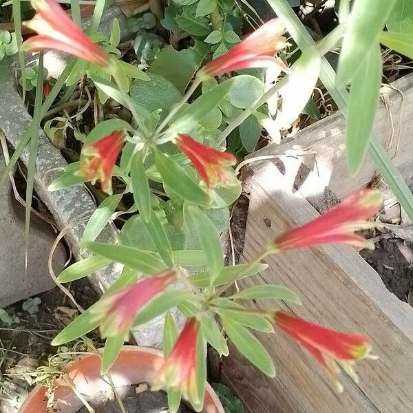 Alstroemeria psittacina Кветка