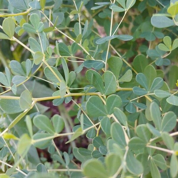 Baptisia tinctoria পাতা